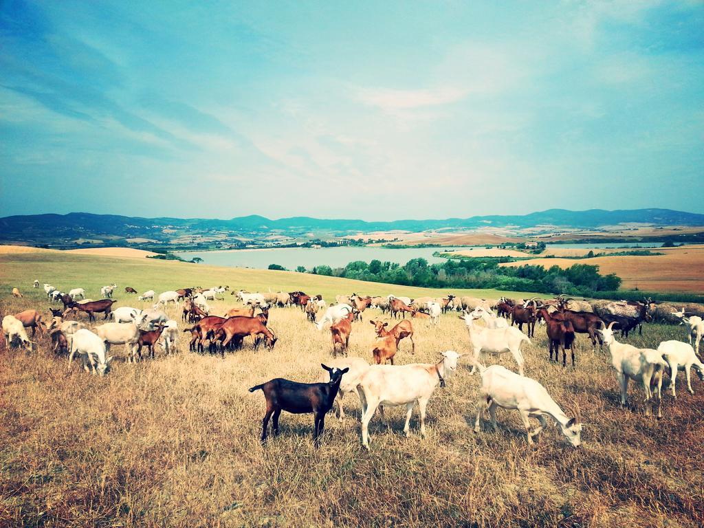 Agriturismo L'Impero Santa Luce Εξωτερικό φωτογραφία
