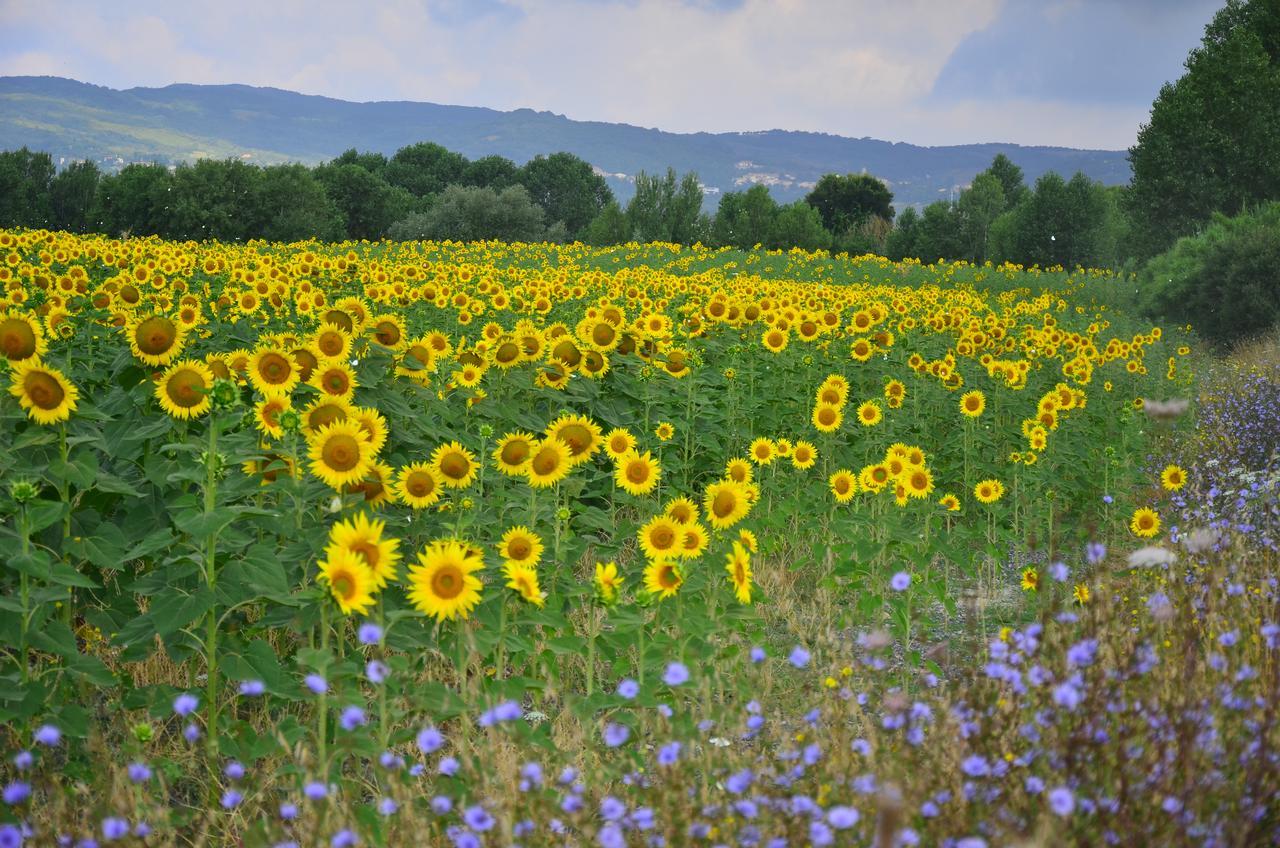 Agriturismo L'Impero Santa Luce Εξωτερικό φωτογραφία